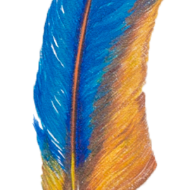 E7b_ML-feather-orange_white-front4